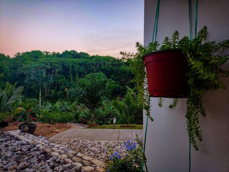 The Willow Apartment Ocho Rios Kültér fotó