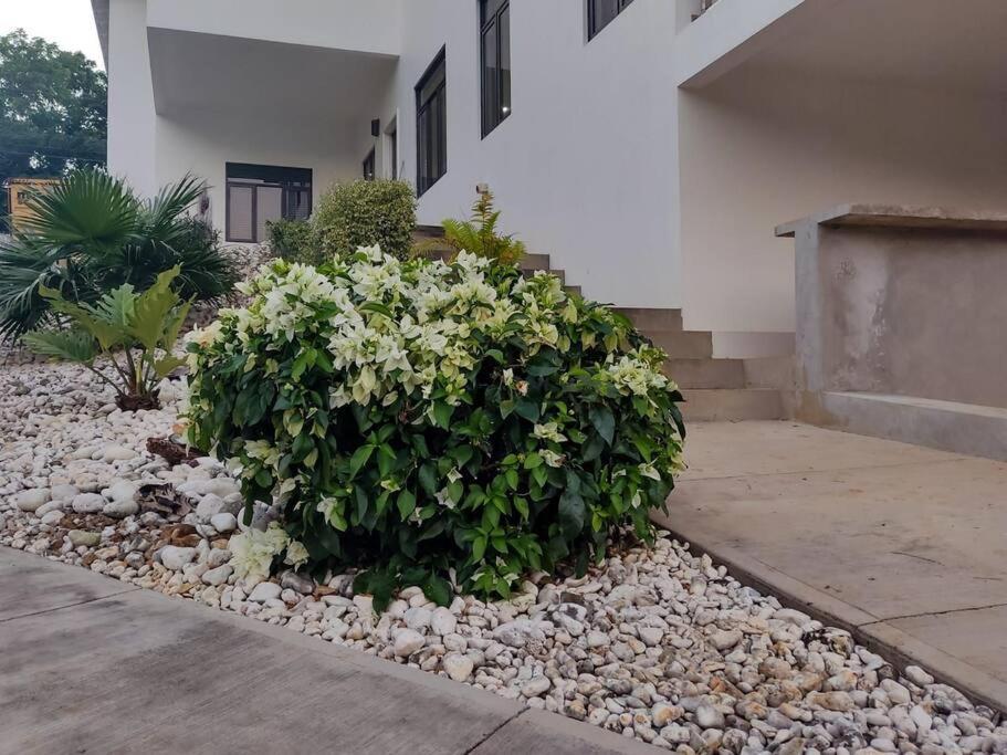 The Willow Apartment Ocho Rios Kültér fotó
